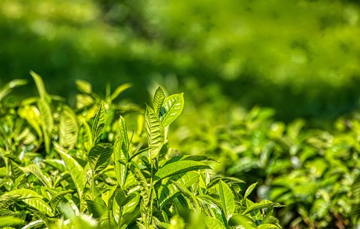 Fresh green tea leaves in a tea field